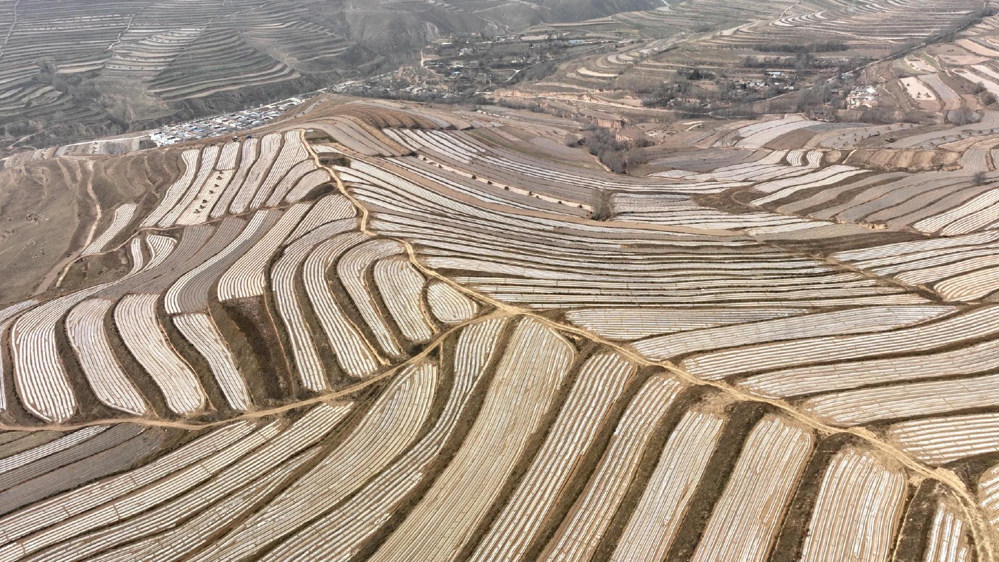 定西通渭:梯田披"银"装 绘出好"丰"光