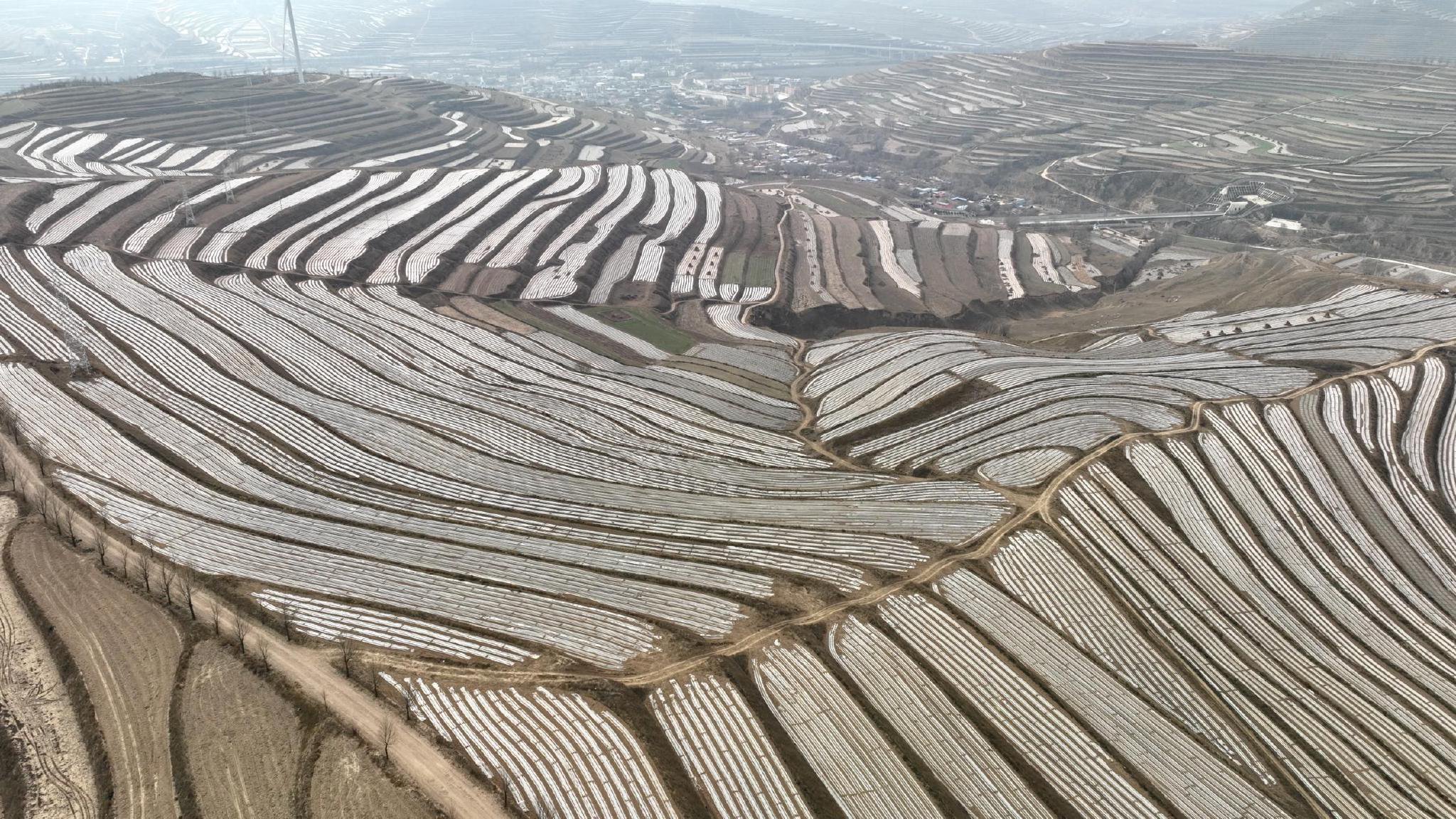 定西通渭:梯田披"银"装 绘出好"丰"光