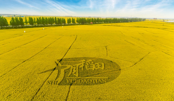 食业头条对话十月稻田赵文君扎根东北讲好国民品牌故事