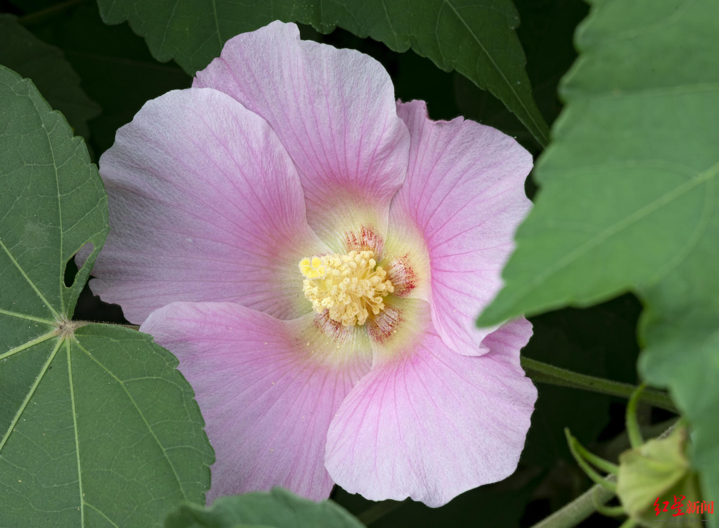 四川省人大代表梁益建大力推广培育成都市花芙蓉花链起一条产业