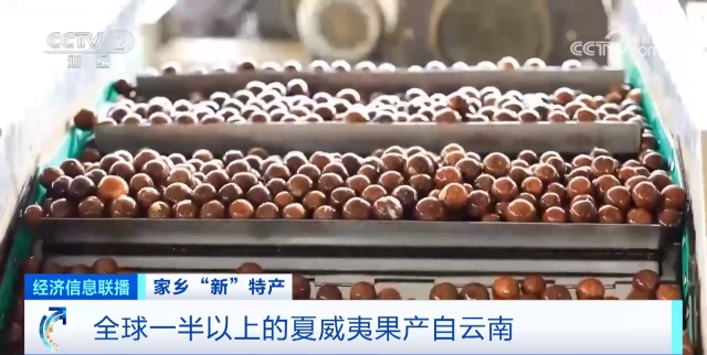 全球最大的夏威夷果种植基地,在中国这里→|坚果_新浪财经_新浪网