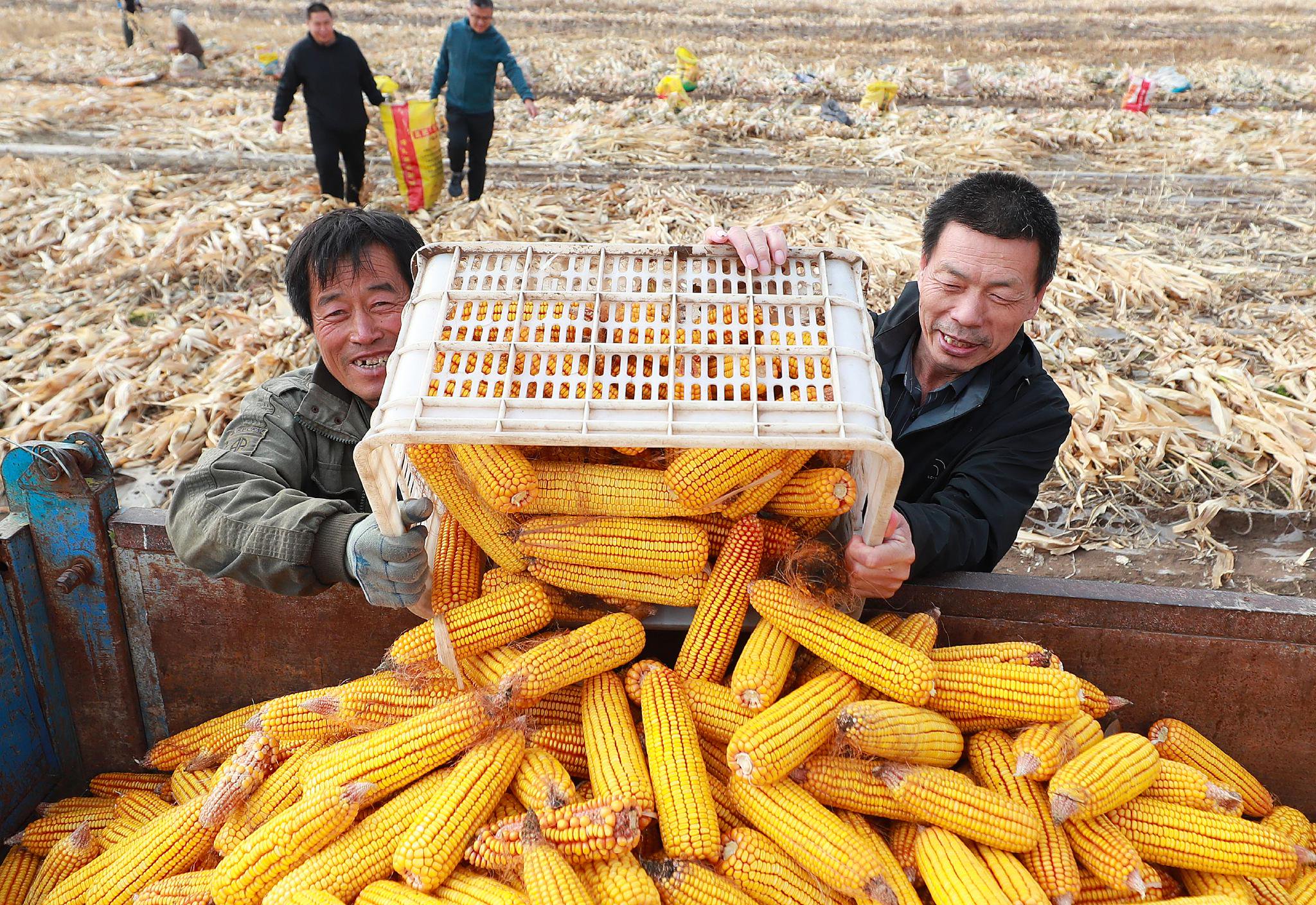 太沟村工作队第一书记常顺利(前右)正带领队员帮助农户岳树军家收玉米