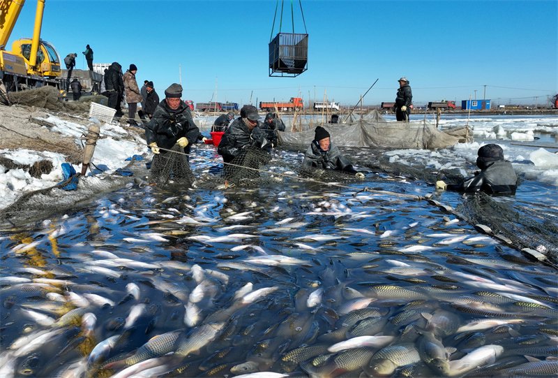 1月24日,河北省唐山市豐南區老鋪村的淡水魚養殖戶在魚塘捕魚(無人機