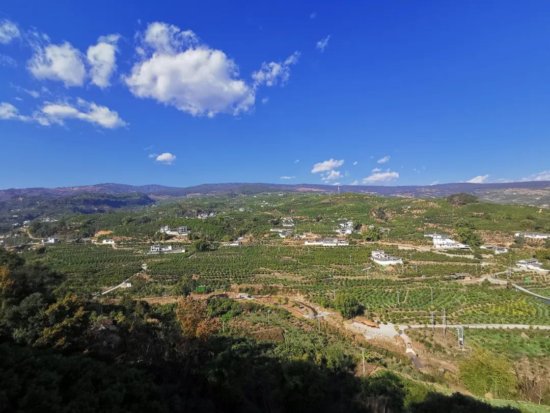 华坪芒果产业驶入增收"快车道"|丽江市_新浪财经_新浪网