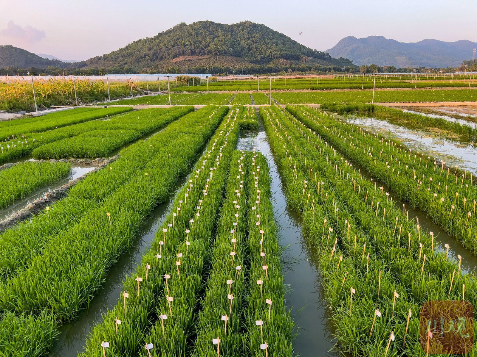1月13日,四川省农业科学院三亚南繁基地春意盎然.