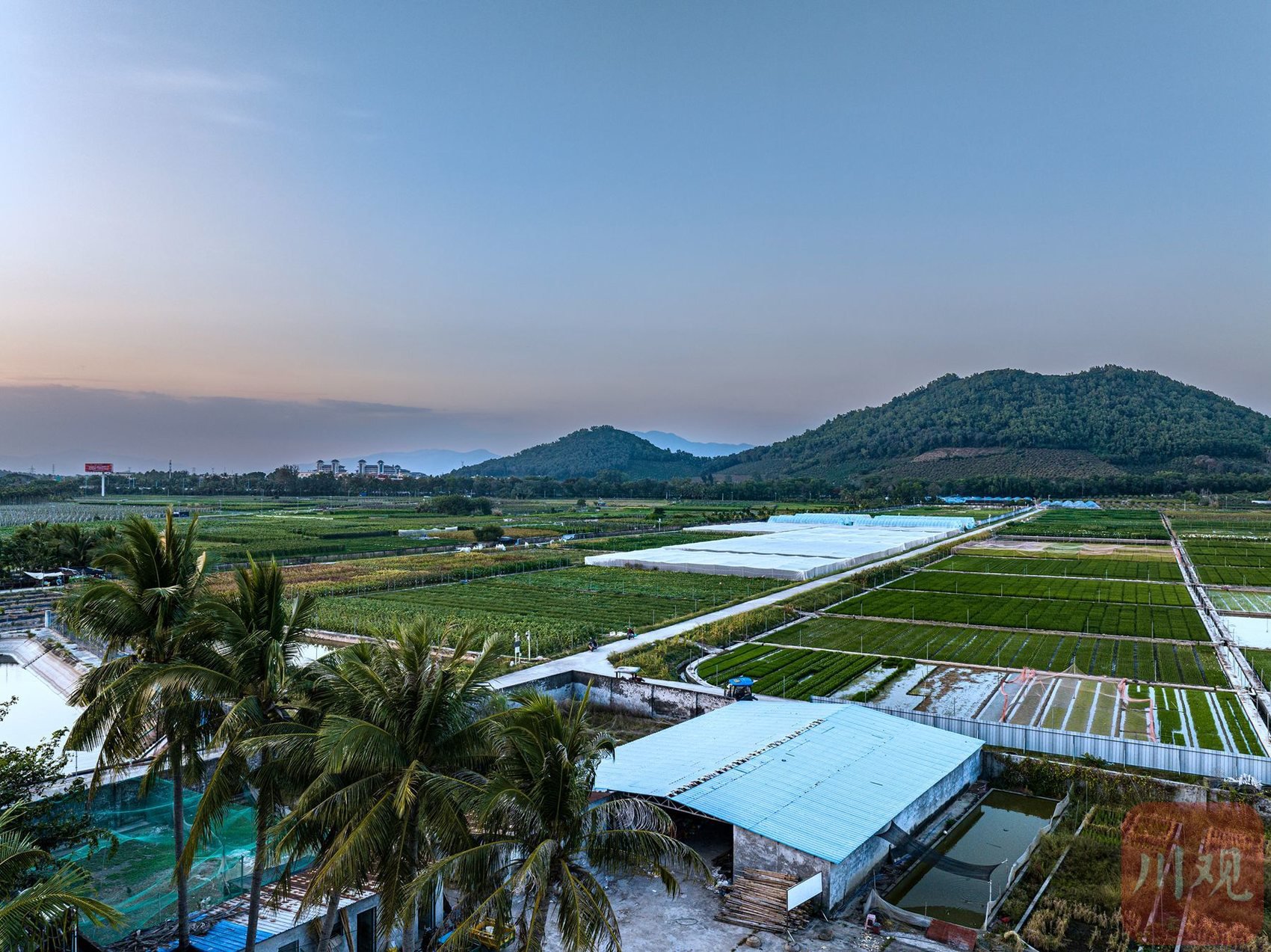 1月13日,四川省农业科学院三亚南繁基地春意盎然.