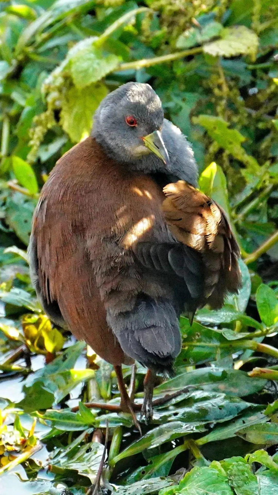 国家二级保护动物棕背田鸡现身攀枝花,系当地首次发现