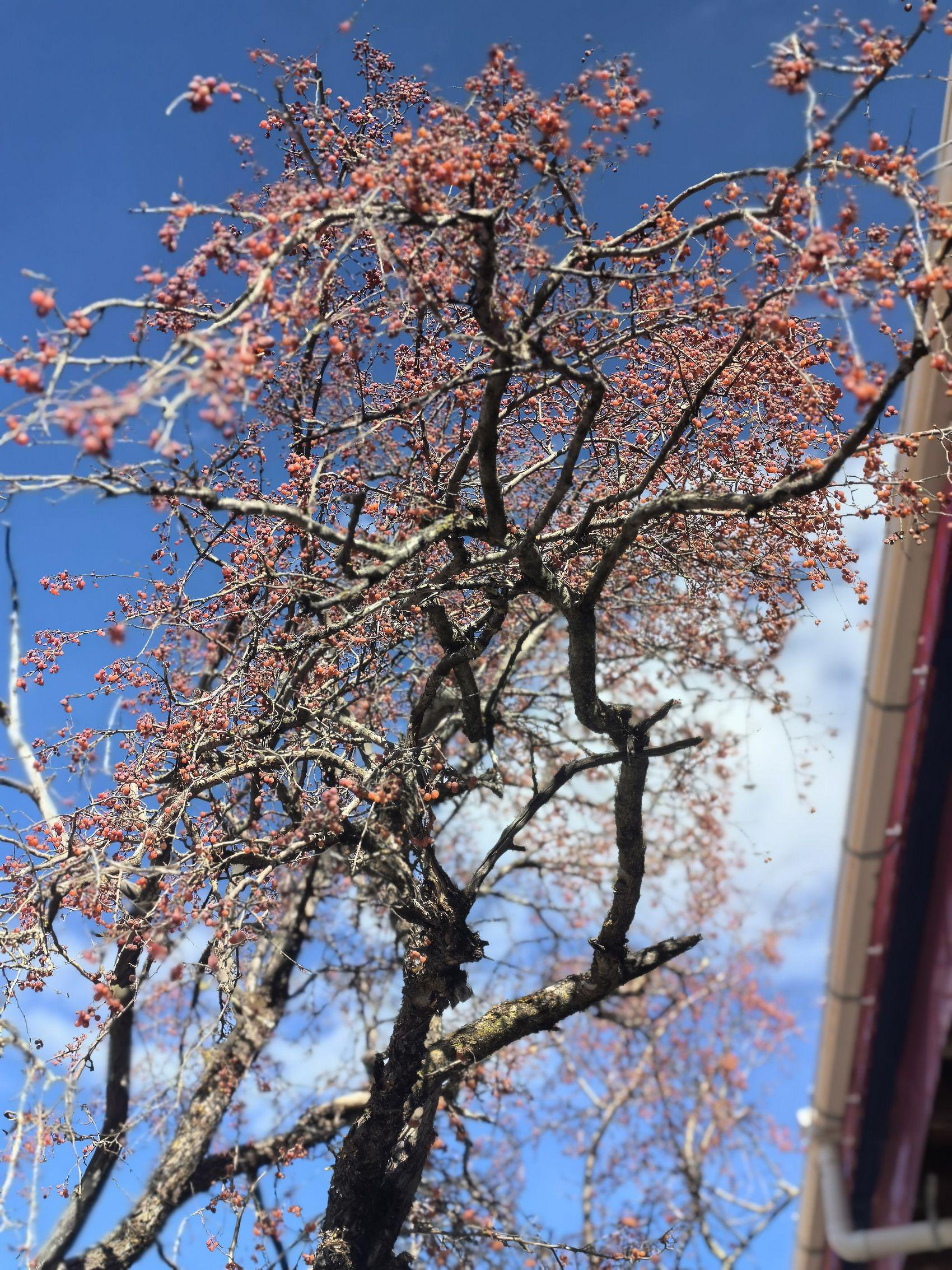 市州观察丨道孚县做"深"土特产文章:配料表变"短",附加值更高|土特产_