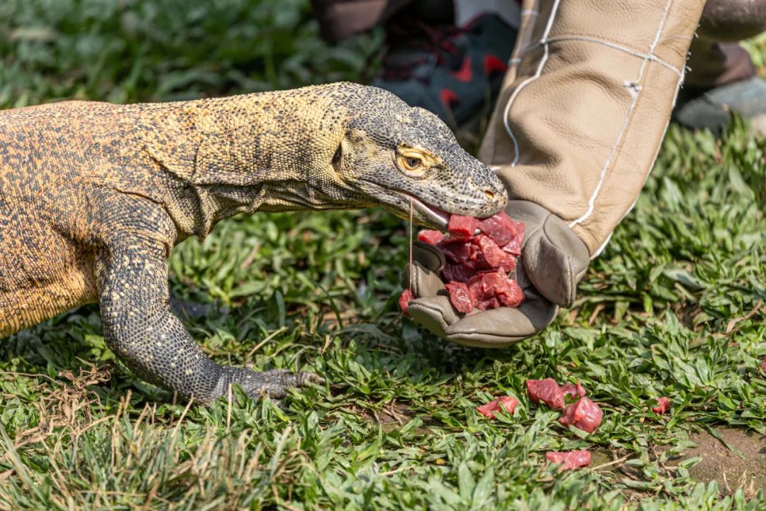 科莫多龙,来了我就不走了!