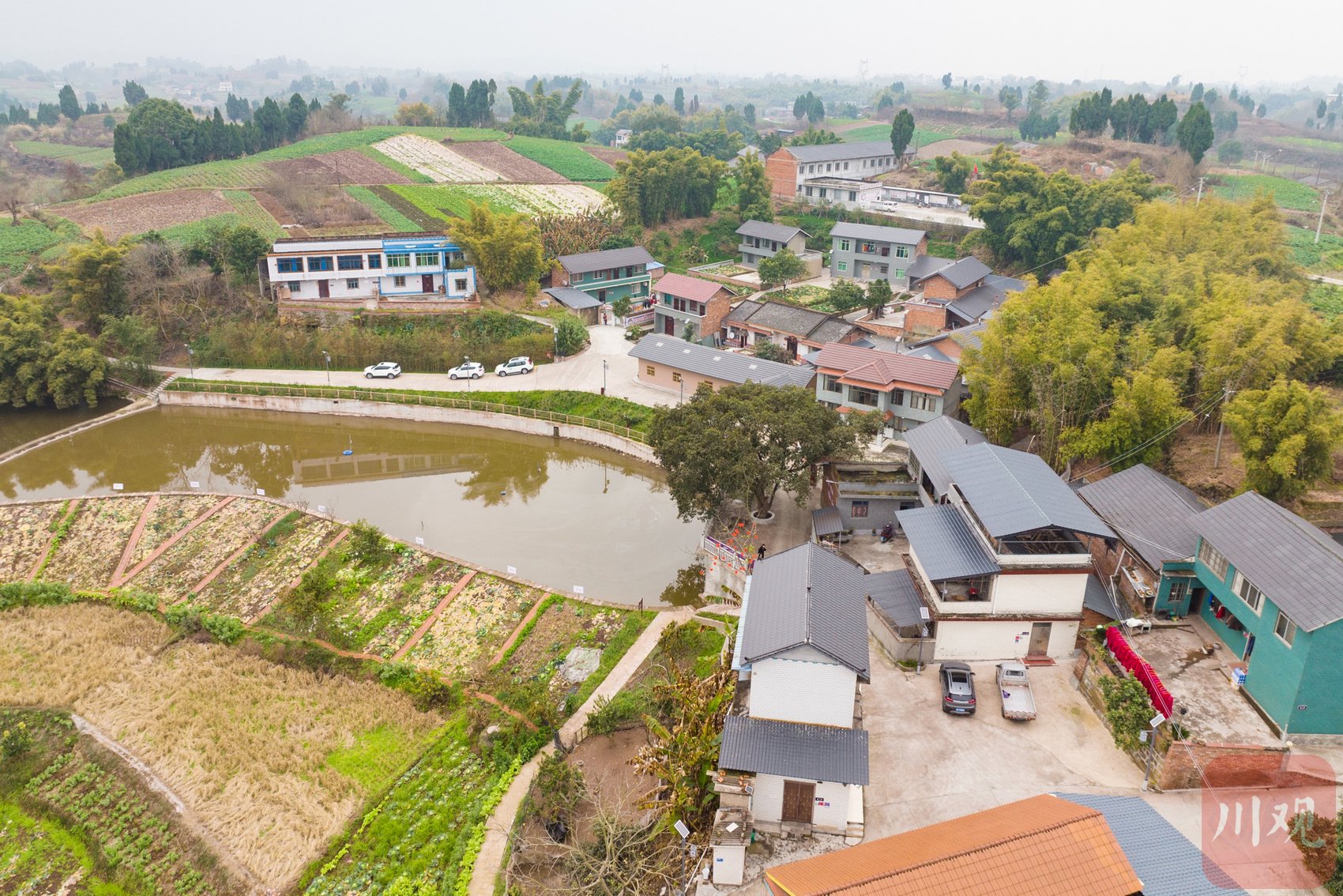 新春走基层丨威远县椅子湾:种下300亩折耳根,这里一年收入数百万元
