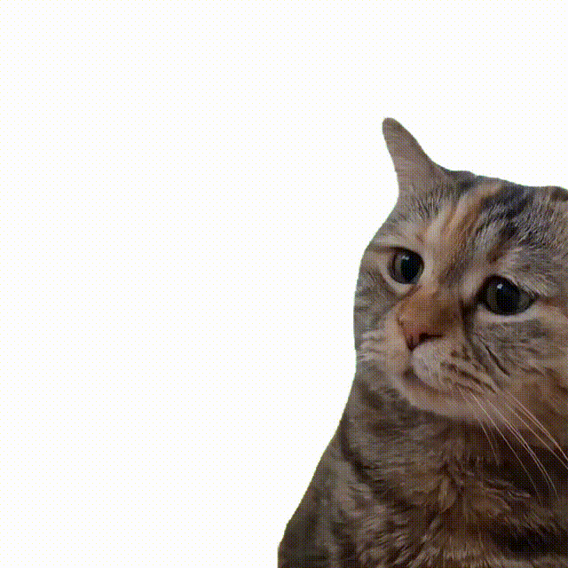 “嘴替小猫”是什么梗？猫_新浪财经_新浪网