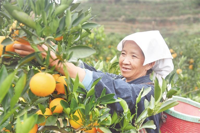 晴隆县鸡场镇脐橙基地迎丰收. 李允凤 摄
