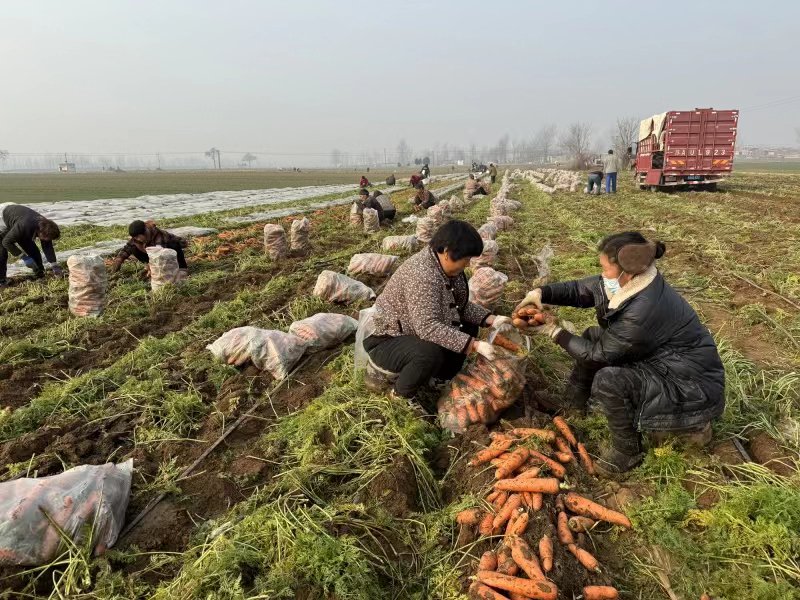 郏县王集乡步店村村民在收获胡萝卜。王自行摄
