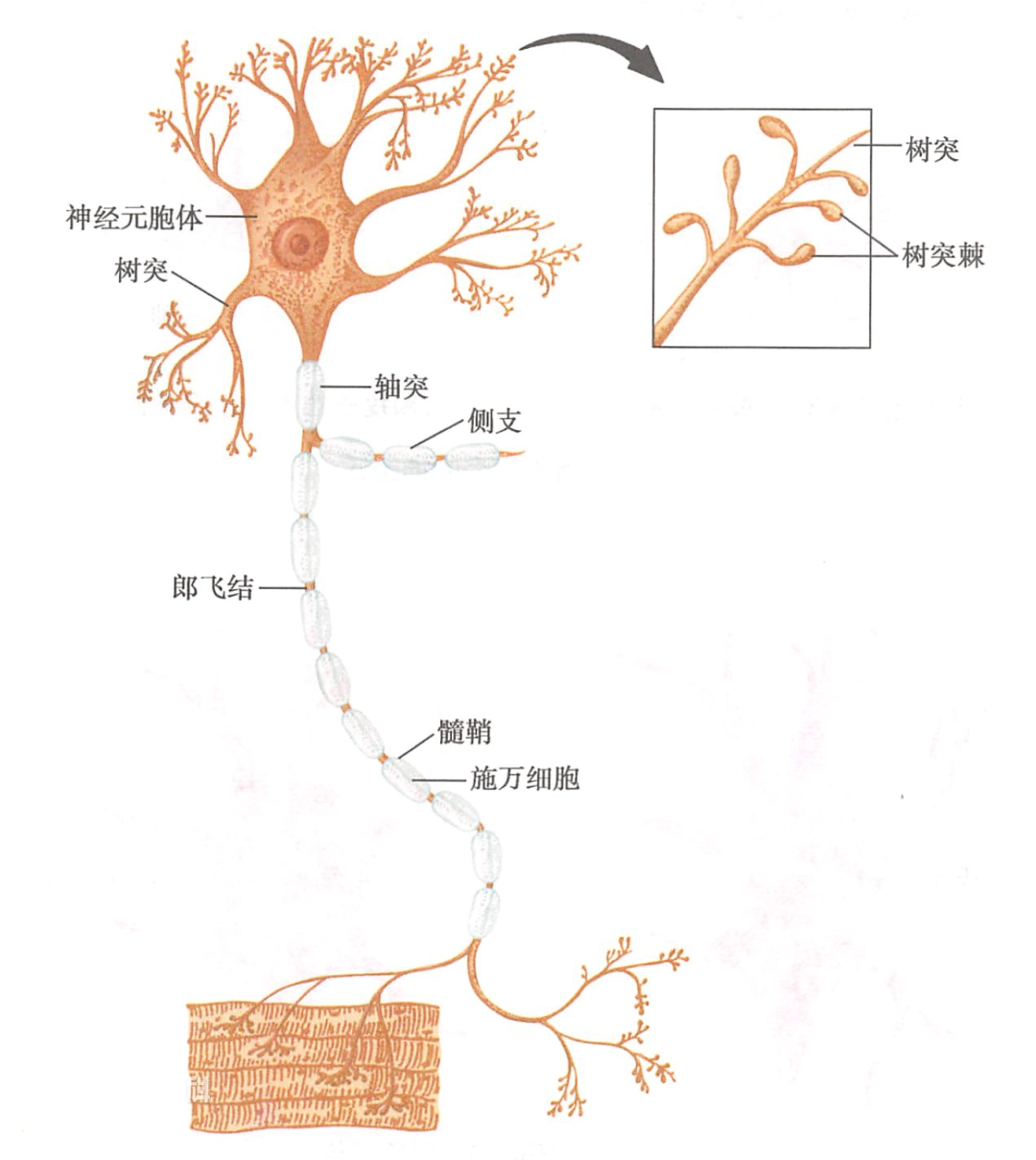 手机辐射恐影响发育