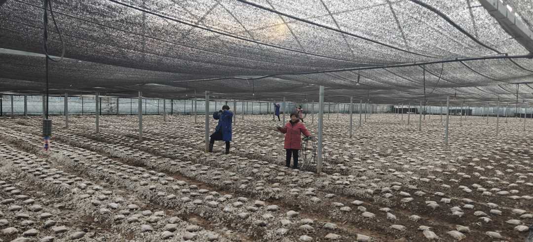 位于郏县姚庄回族乡三郎庙村的郏县云河现代农业产业园里工人在管护羊肚菌。王自行摄