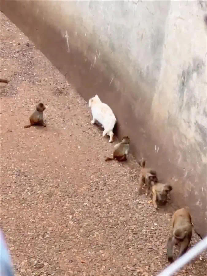 昆明动物园猴群与猫共栖引争议 园方：立即诱捕将猫移出猴山 此前为治鼠患放入多只猫|猫|昆明动物园|猴群_新浪科技_新浪网