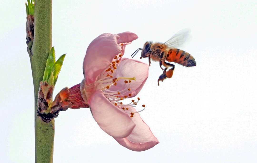 1月22日,山西省新绛县峨嵋岭上万安镇万亩连片设施桃园,小蜜蜂在桃园