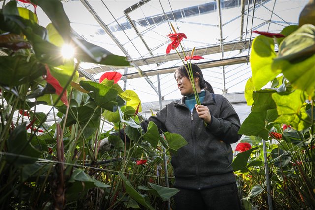 新春走基层 | 江苏常州：“数智”赋能，“鸿运”当头花市忙