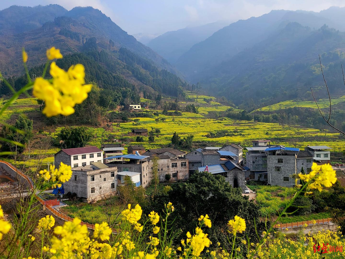 四川屏山万亩油菜花开啦漫山遍野一片金黄吸引万名游客花海打卡