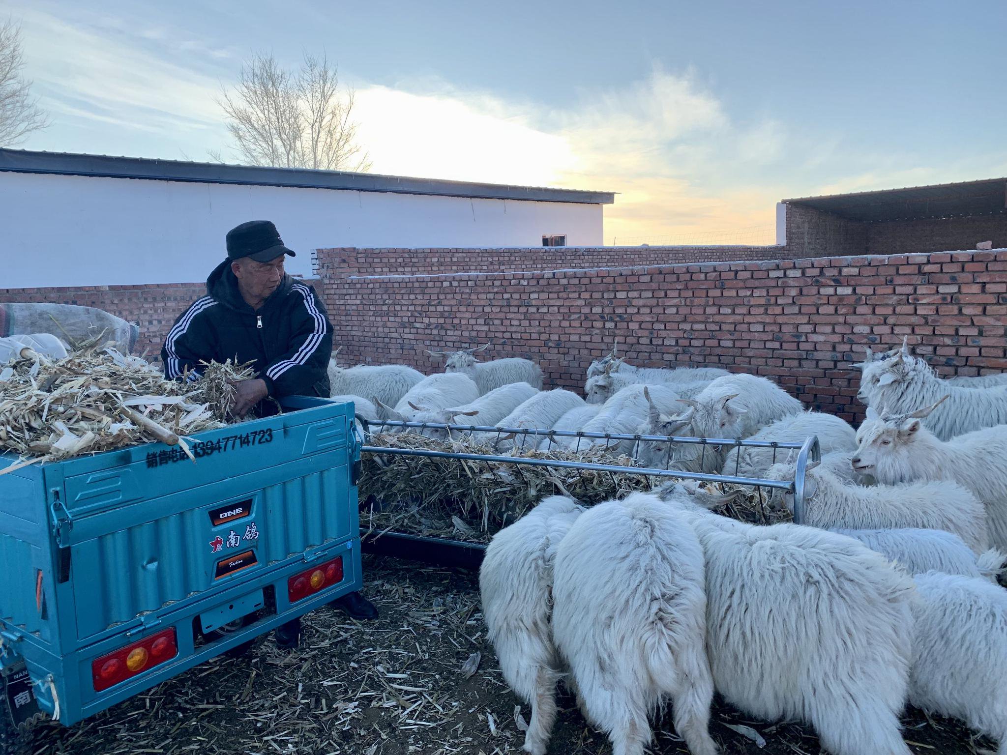 折家梁村的"羊计划"