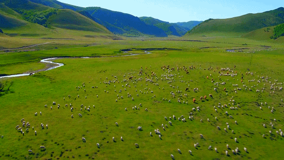 广阔草原育出优质牛羊。