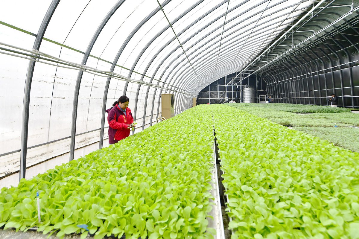 鑫福农业温室大棚内的幼苗长势喜人. 记者 唐建/摄