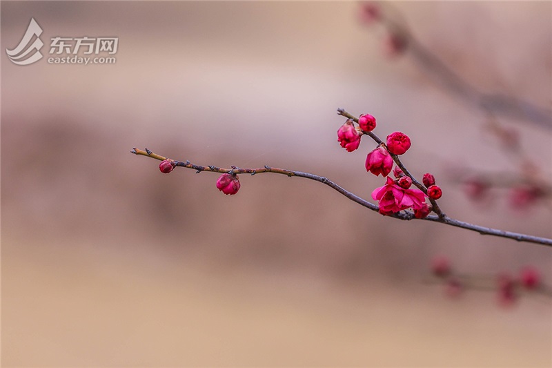 2024年刚刚绽放的银边台阁朱砂梅