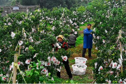 70%的丹棱人收入来自种植柑橘，图为丰收季，家家户户在果园采摘。何浩 