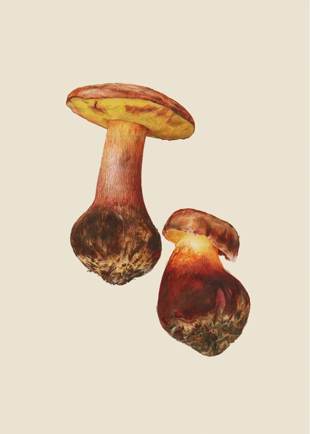 见手青学名"兰茂牛肝菌",又称"红葱",是中国科学院昆明植物研究所发布