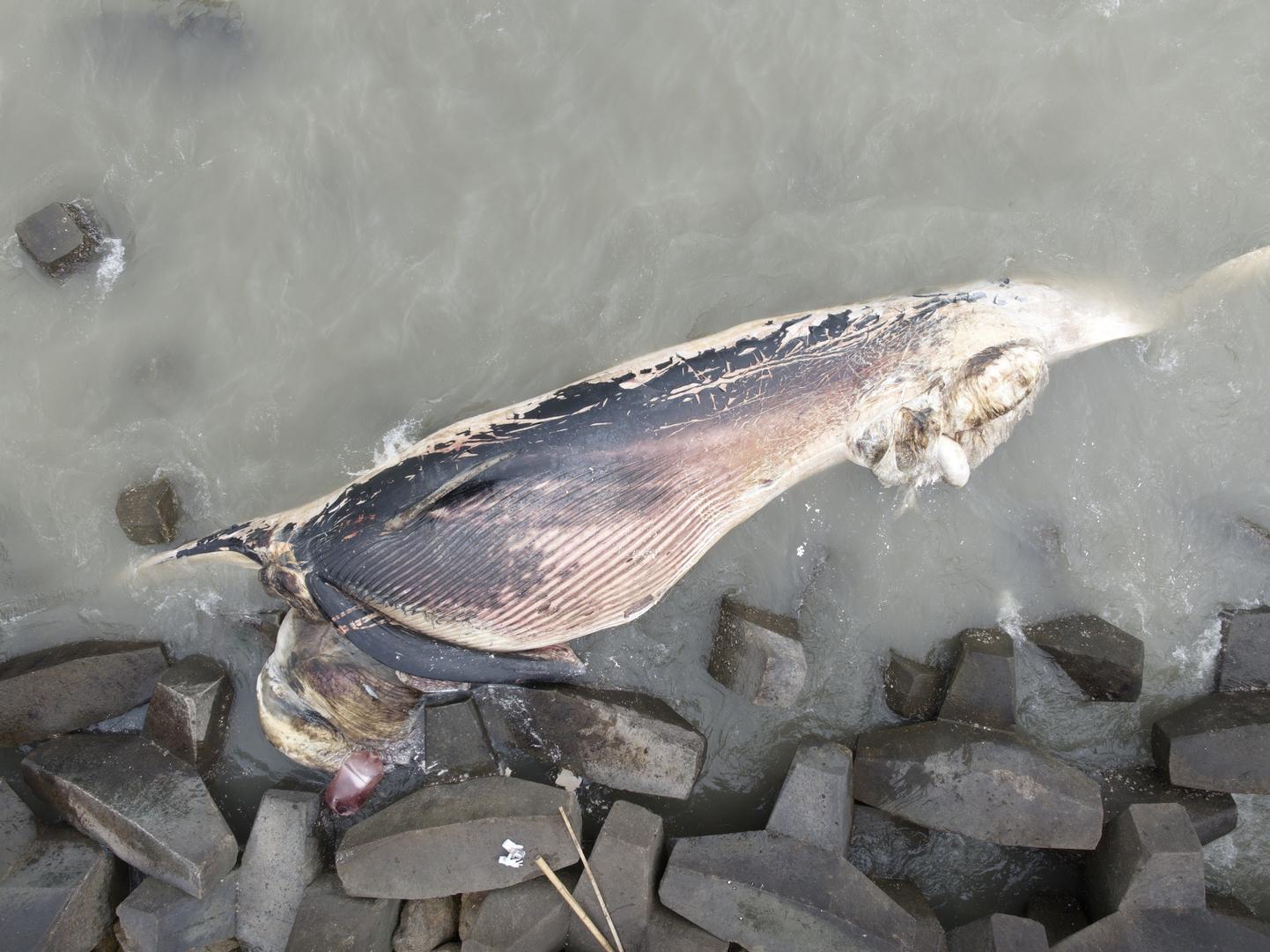 汕头搁浅鲸鱼最新进展已运离海滩进行无害化处理推测死亡时间超过一周