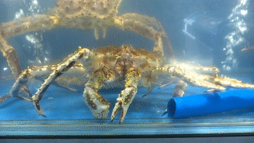 珲春一家饭店里的海鲜产品