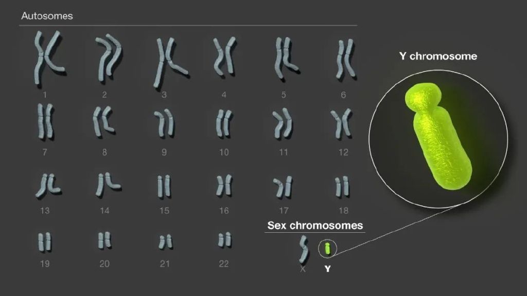 y染色体是人类24条染色体中最后一个完成测序的.