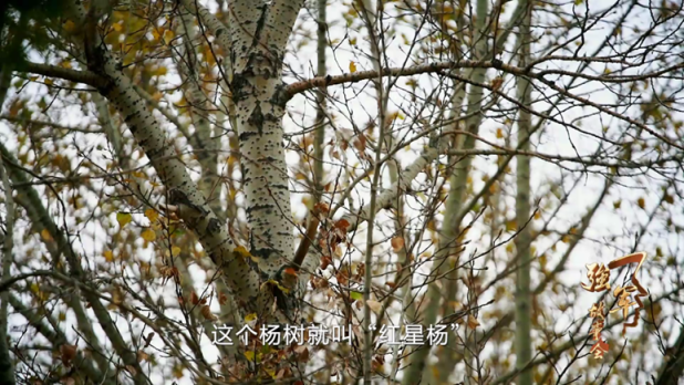 部队门前那棵树,树枝里竟长出"五角星"!