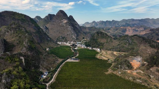 1月31日拍摄的贵州省罗甸县木引镇水果基地.新华社记者 杨楹 摄