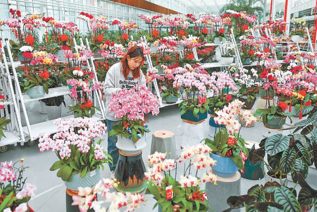 在天津东丽湖花卉市场,宝莲灯,红掌,蝴蝶兰等特色年宵花卉已批量上市