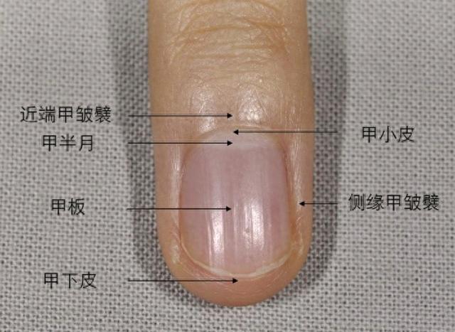 指甲的生长过程图片