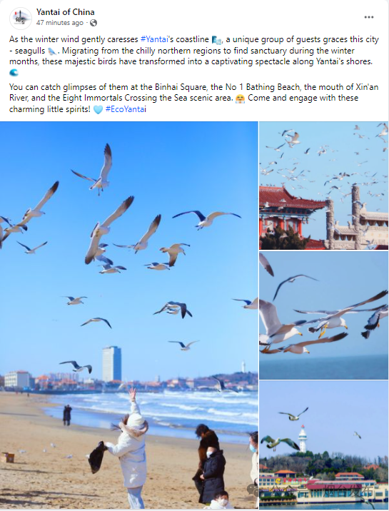 烟台·小寒(视频)twitter(1月1日)1【节日里的中国】元旦海报|goodbye