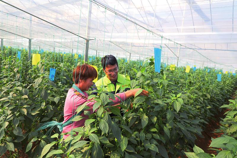   農技人員在晟發現代設施蔬菜生產基地(劉圩)指導作物種植