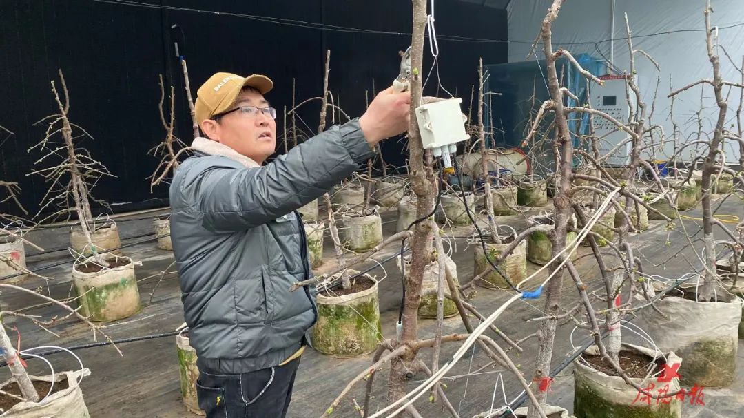 毕顺民正在给樱桃树修枝.