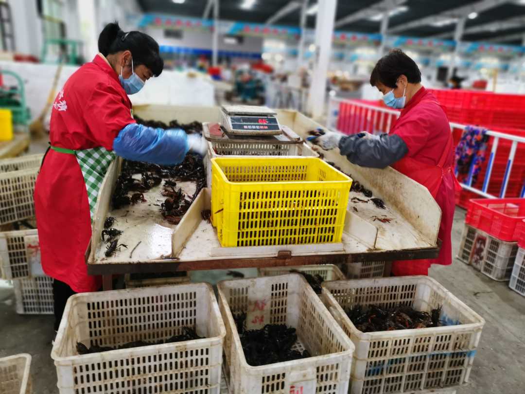 位于潜江的中国小龙虾交易中心,工人们正在分拣小龙虾(柳洁 摄)