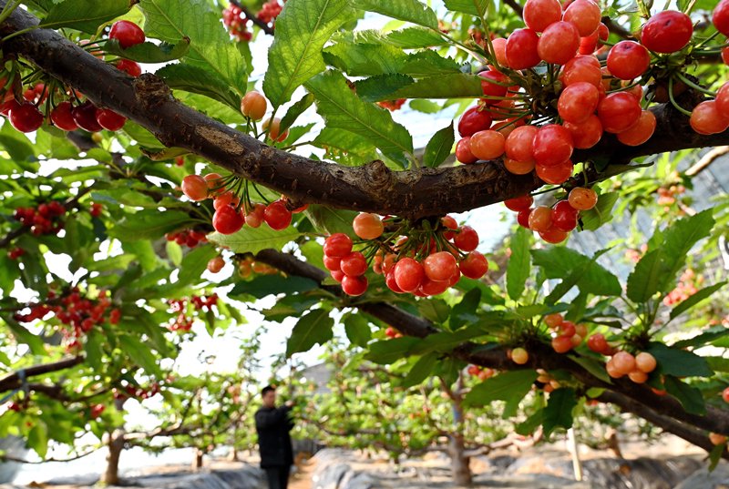 1月31日,河北省秦皇岛市海港区北港镇一家樱桃种植合作社的社员在大棚