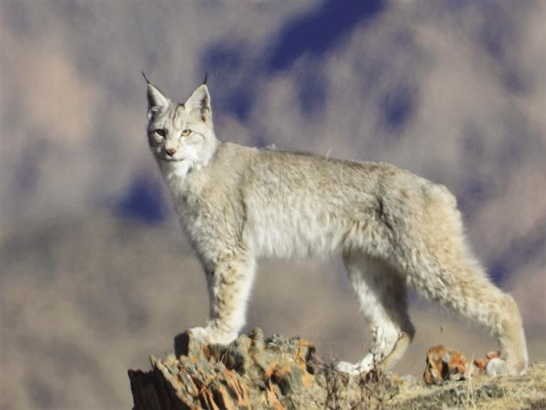 工作人员捕捉到的猞猁身影