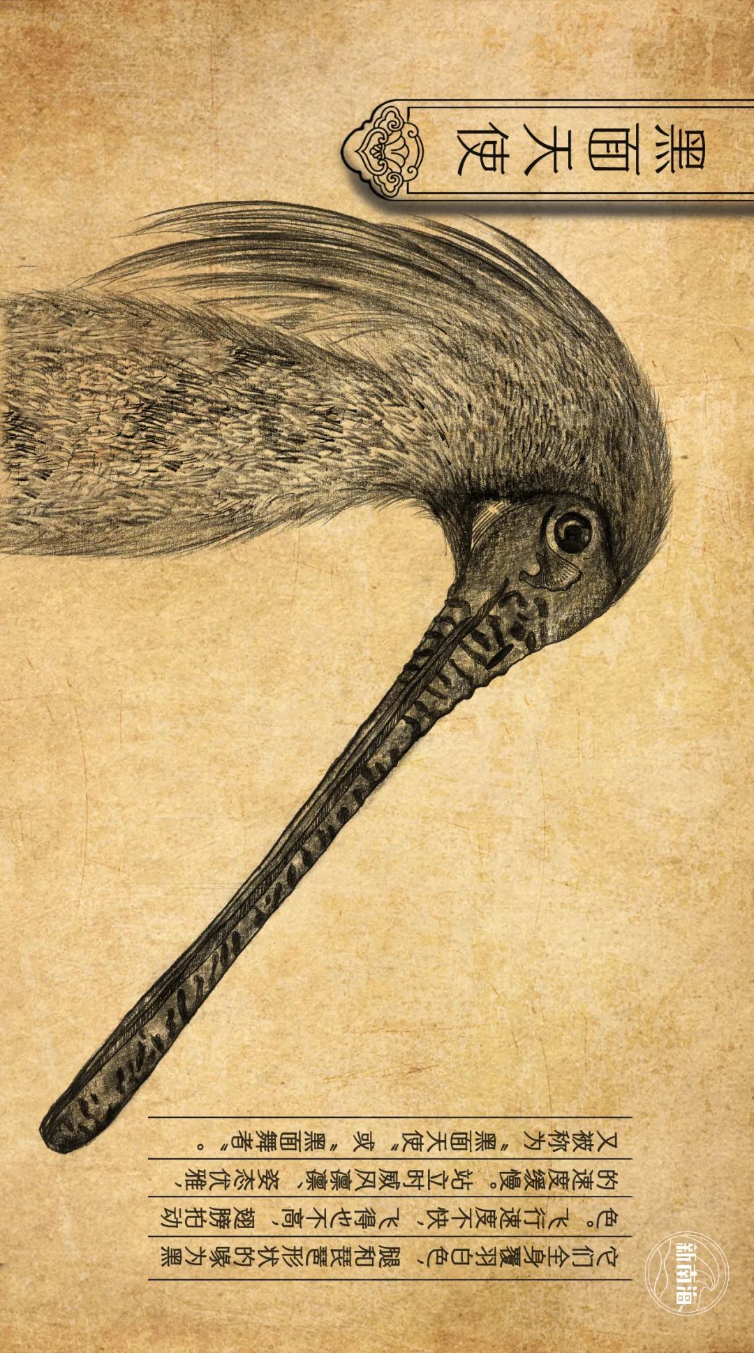 世界湿地日 | 守护生物多样性之黑脸琵鹭