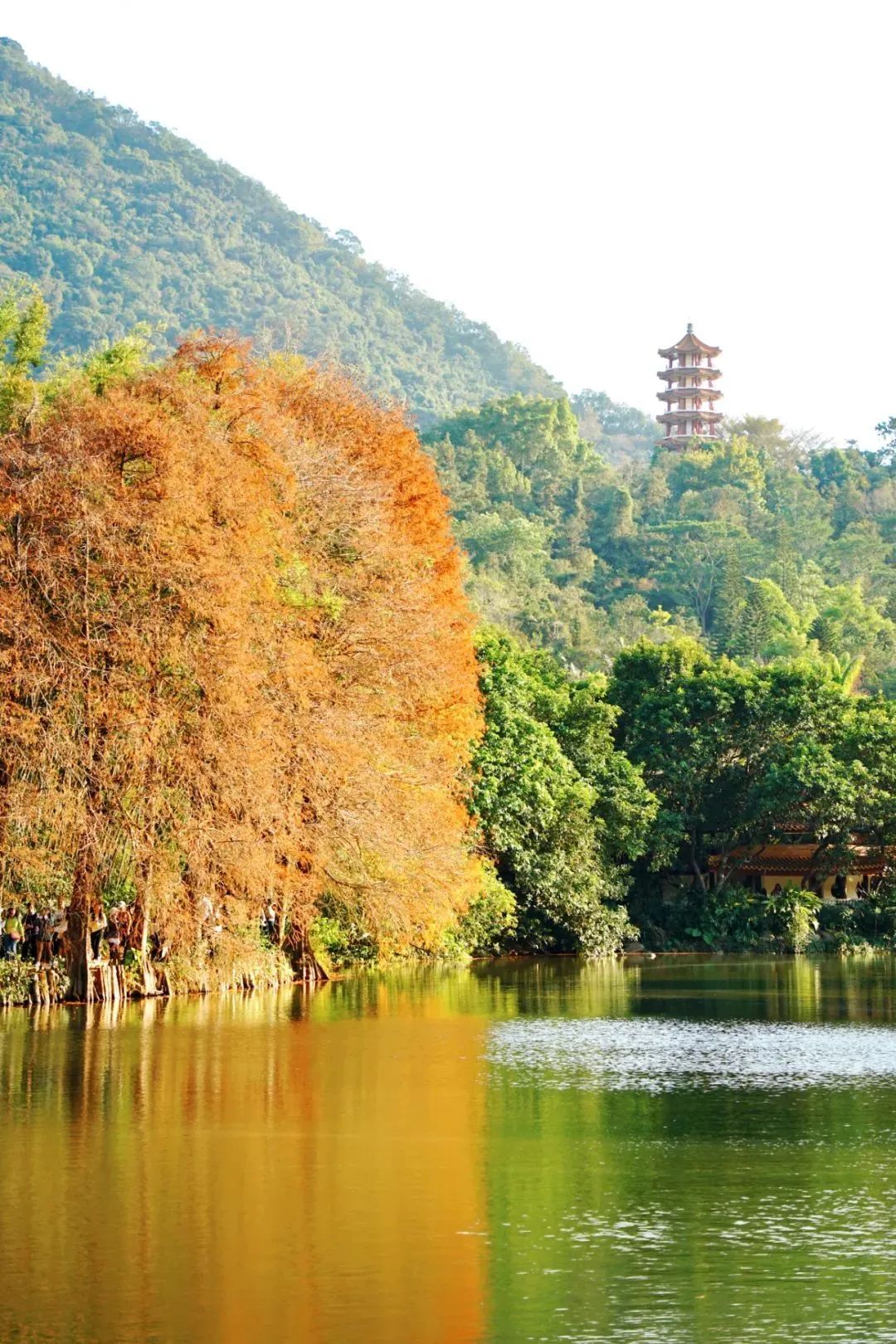 深圳仙湖植物园的落羽杉.