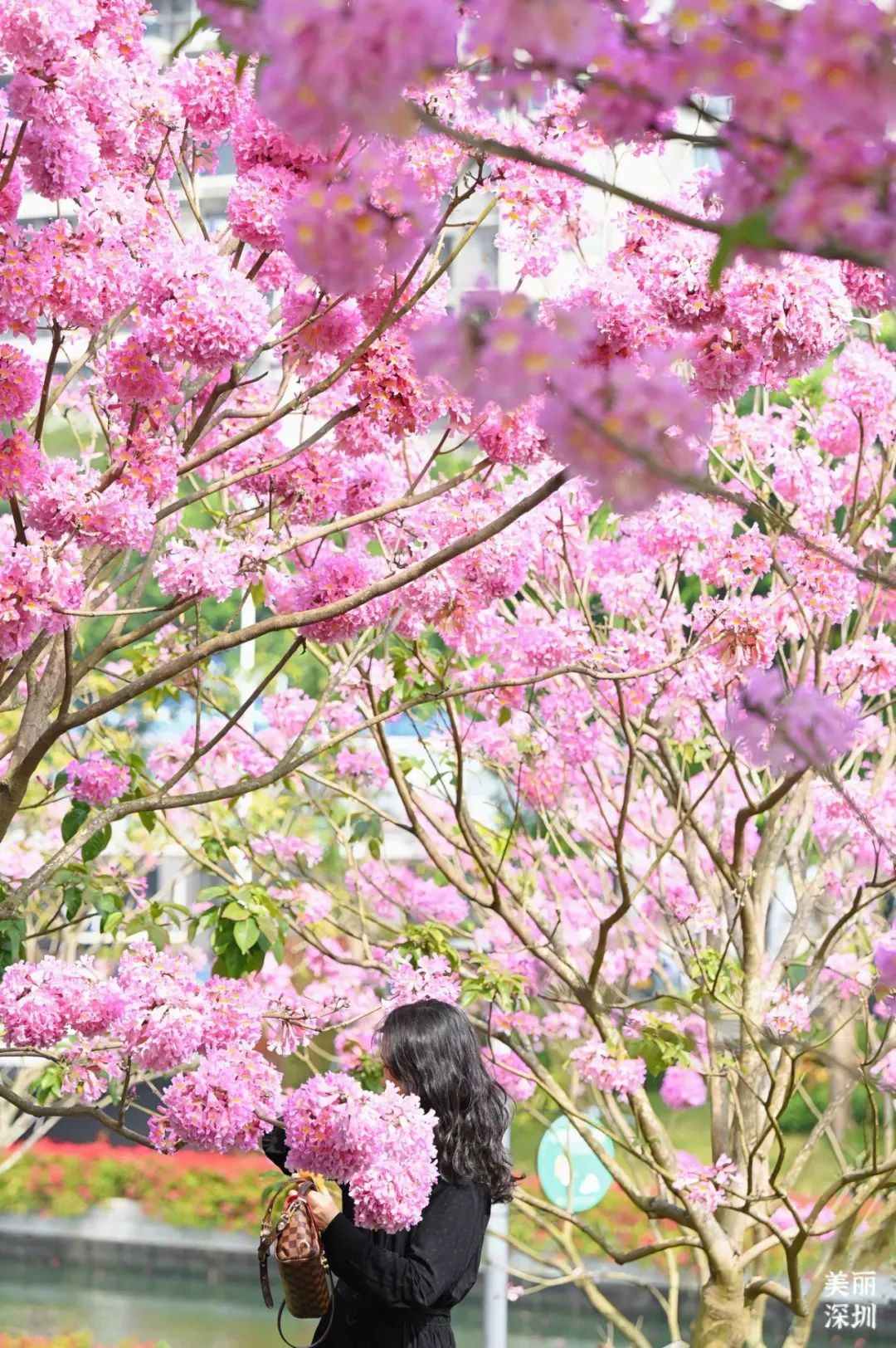 深圳赏花.图源:美丽深圳