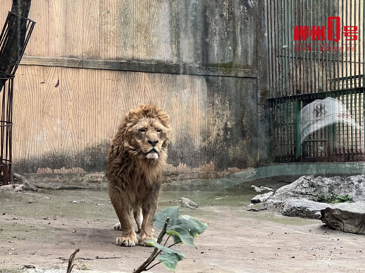 柳州动物园喜添一只狮宝宝