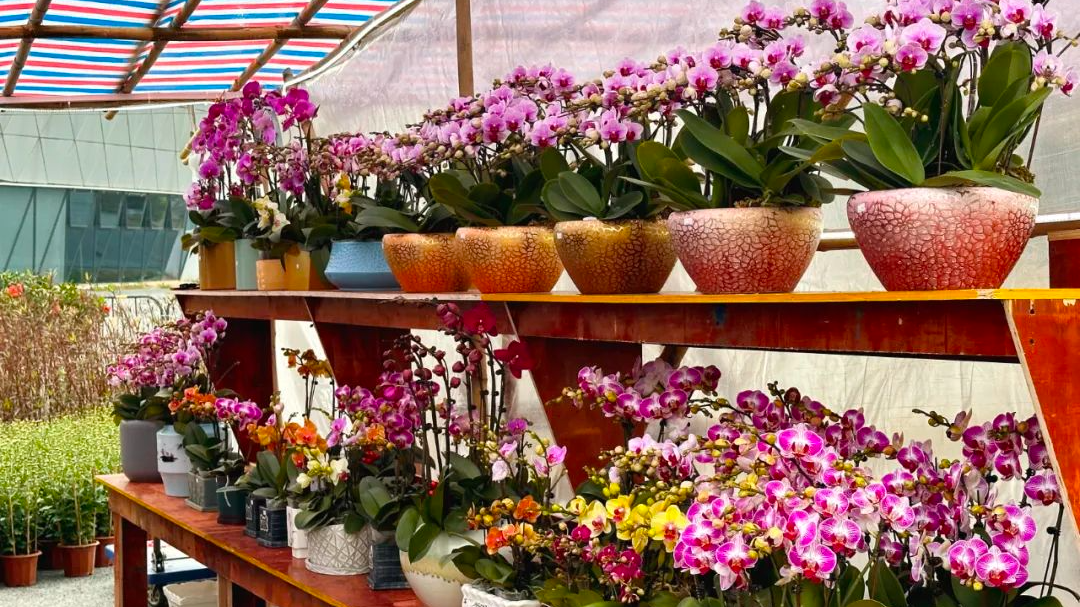 超热闹~肇庆多地迎春花市已开市!你逛了吗?|肇庆市_新浪财经_新浪网