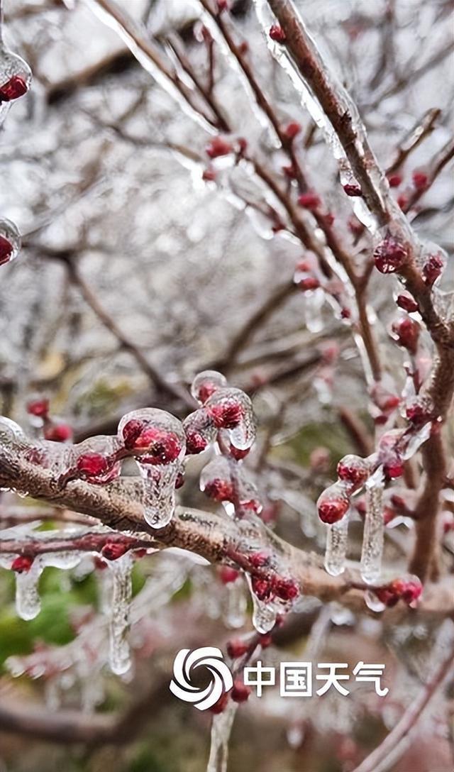 南方多地出现冻雨天气,树叶车辆"穿冰甲"|冻雨_新浪财经_新浪网