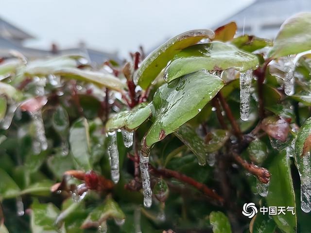 南方多地出现冻雨天气,树叶车辆"穿冰甲"|冻雨_新浪财经_新浪网