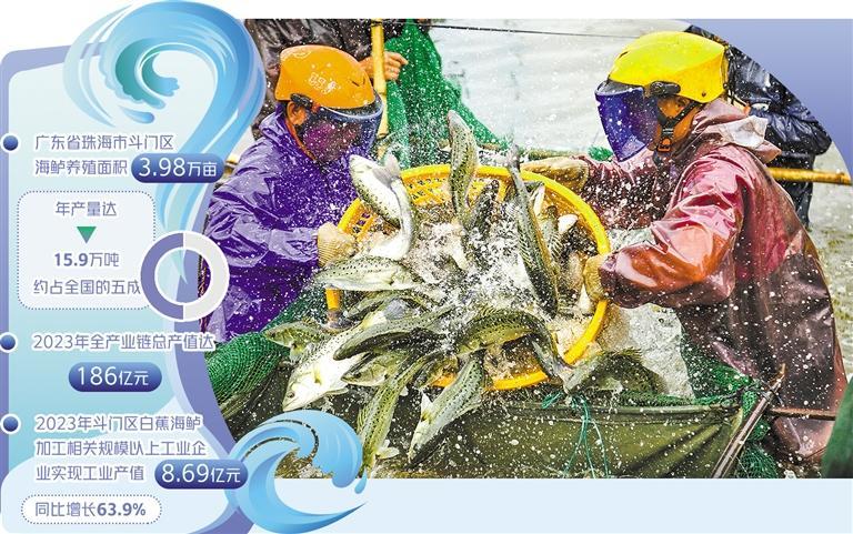 广东省珠海市斗门区白蕉镇的海鲈迎来大丰收.林晓森摄